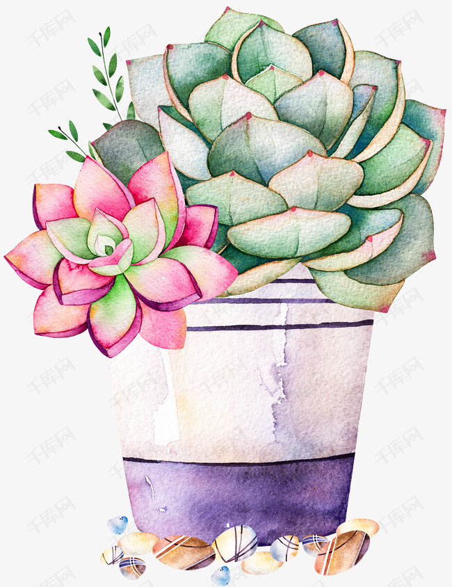 素描多肉的素材免抠粉色紫色绿色绿植花盆多肉