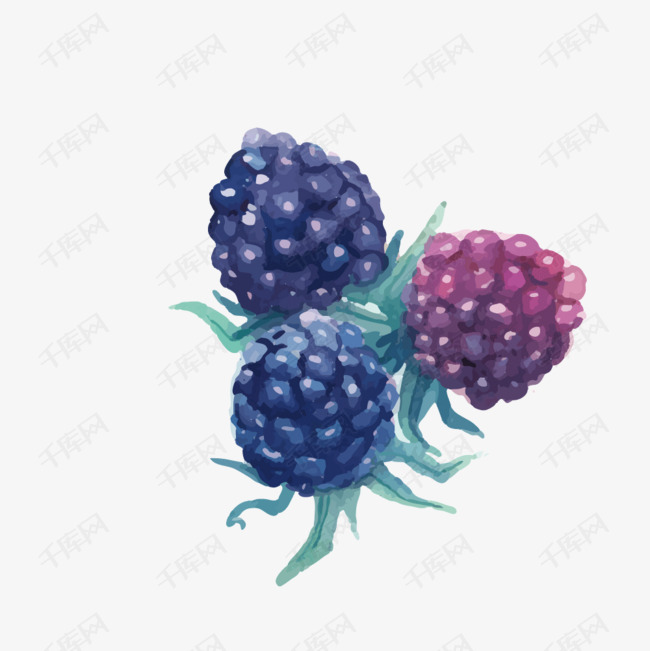水墨手绘桑葚子水果