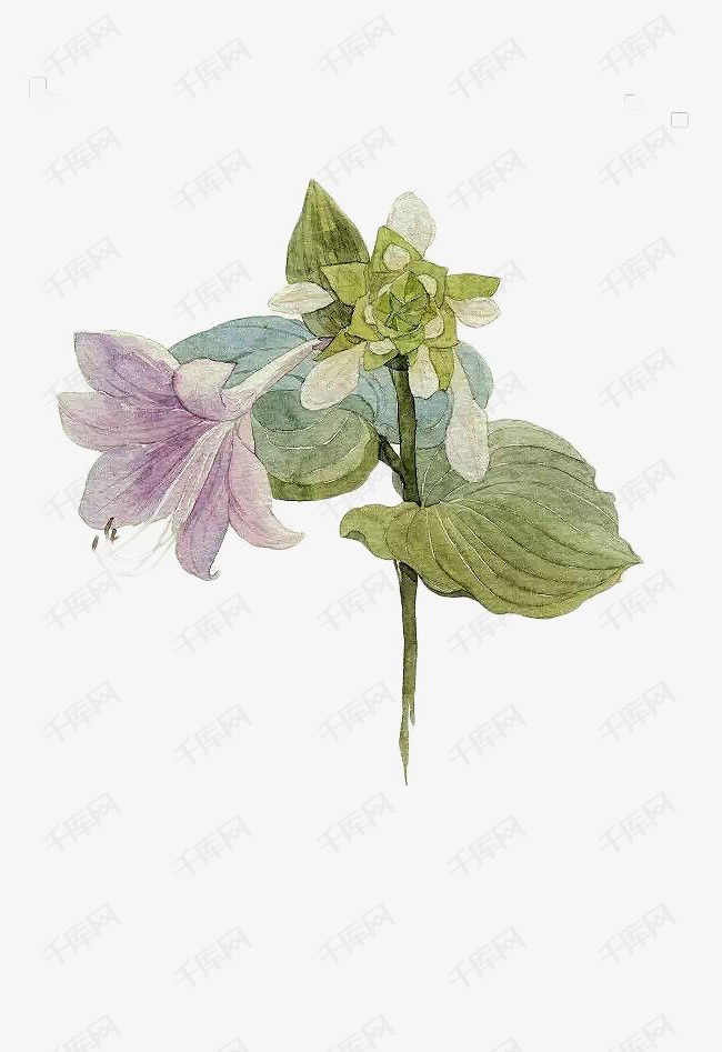 手绘玉簪花免抠素材