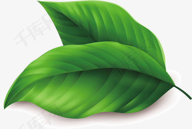 两片绿色清凉叶子