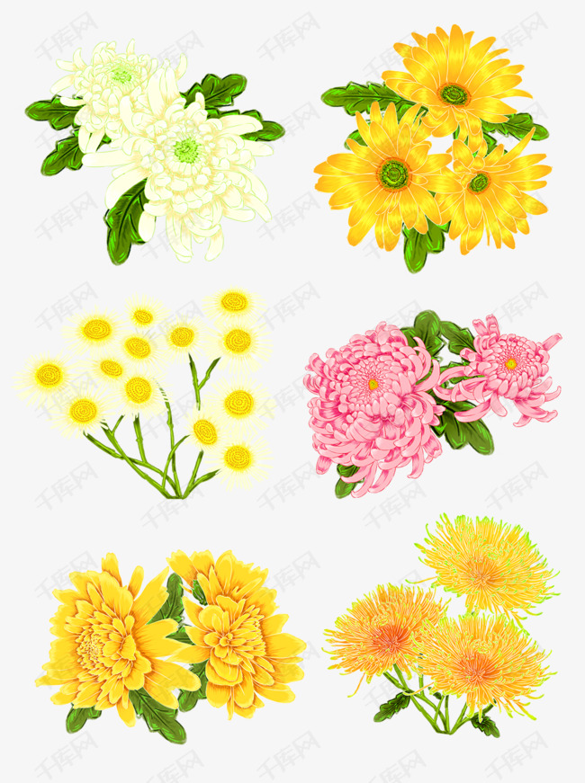 手绘各式各样美丽菊花免抠设计元
