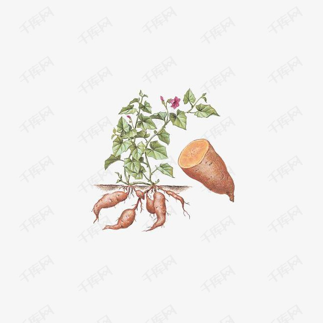 卡通手绘红薯蔬菜插图免抠