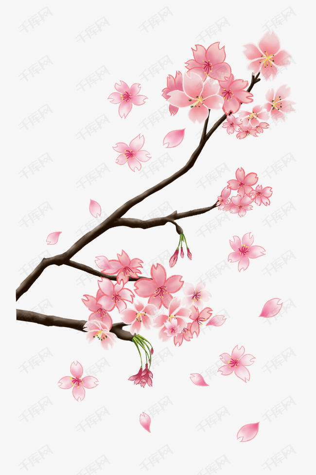 粉色花春季樱花盛开插画