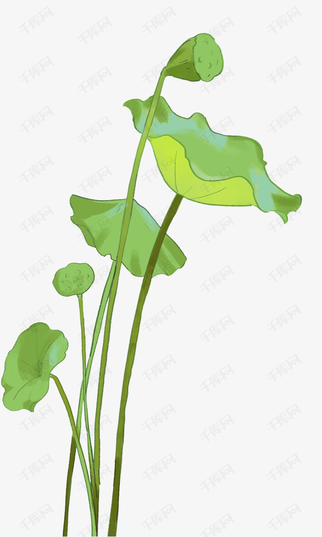 手绘绿色荷叶莲蓬一束免扣