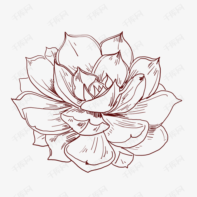 手绘线描莲花插画