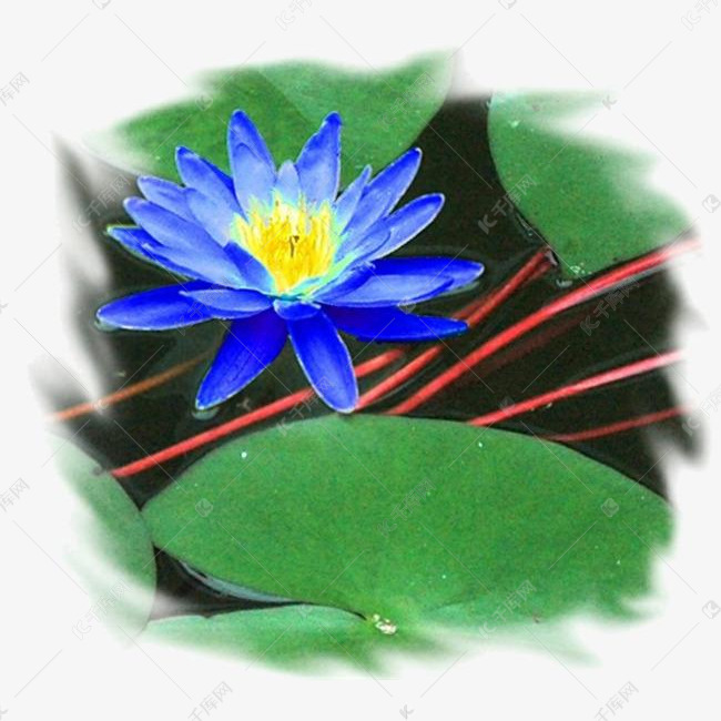 蓝莲花儿