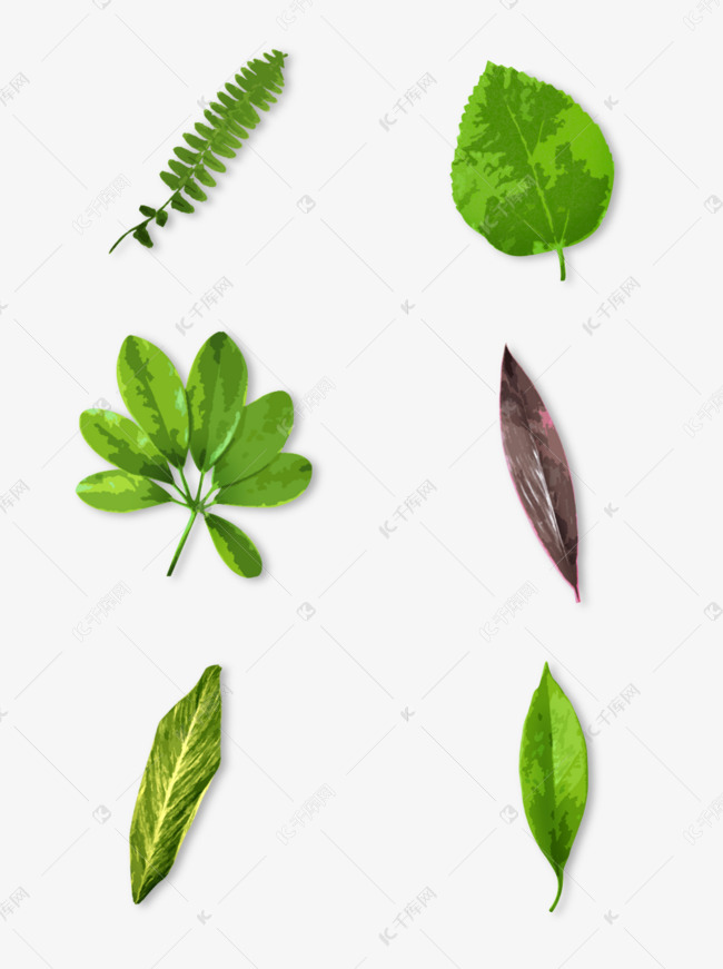 绿叶植物大全 3179945e775c77700c4033d0135b67bb.jpg