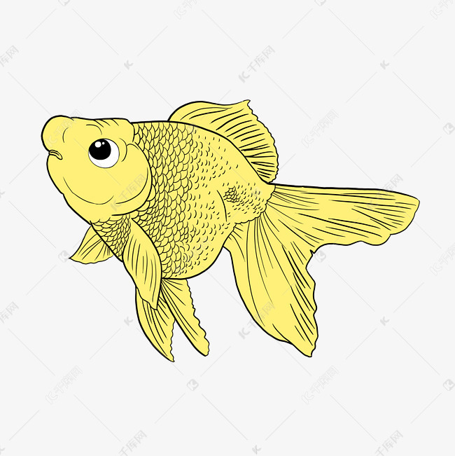 美丽水生动物黄色金鱼寓意吉祥花房