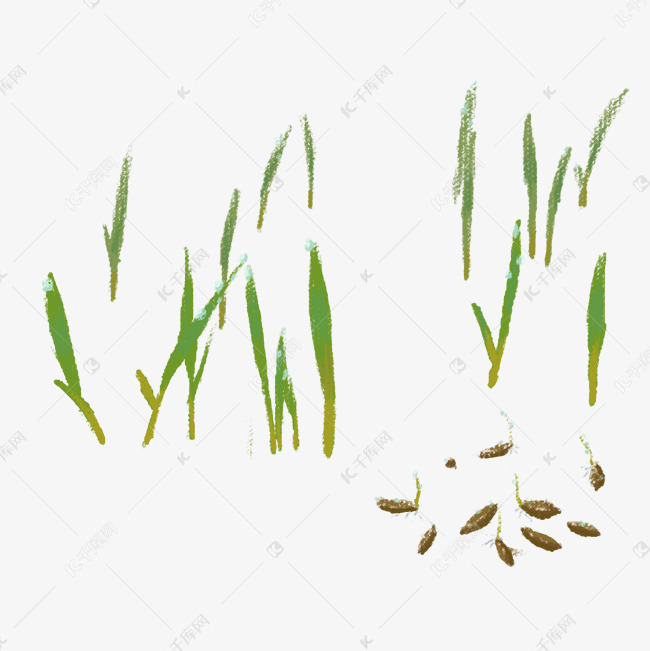 手绘小麦麦苗种子插画