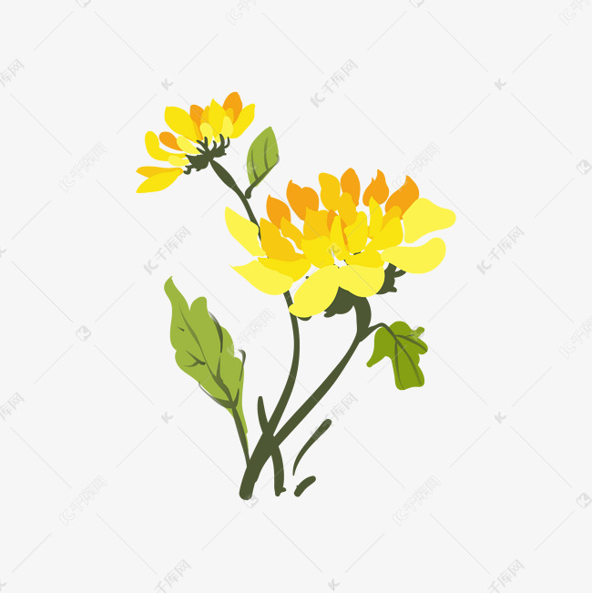 手绘黄色的菊花插画