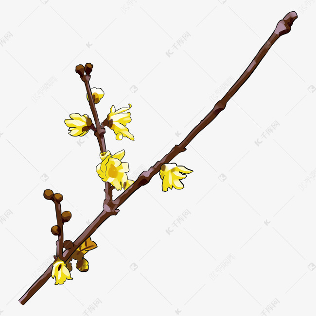 手绘冬季开花植物腊梅插画