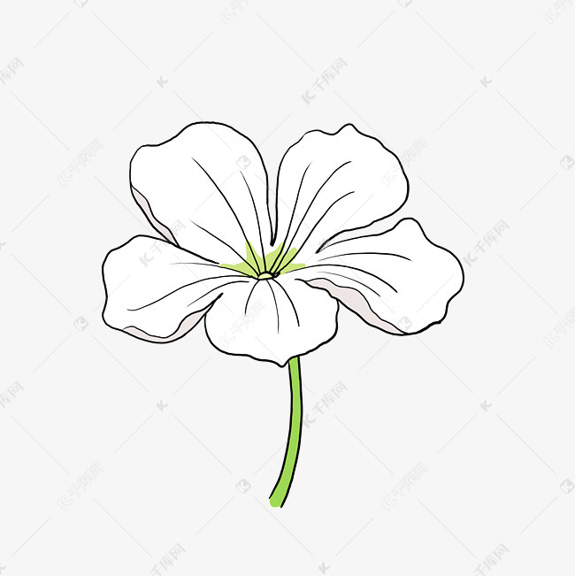 手绘美丽小清新白色花卉