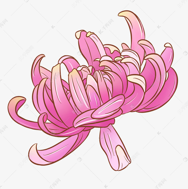 手绘秋季花卉菊花插画