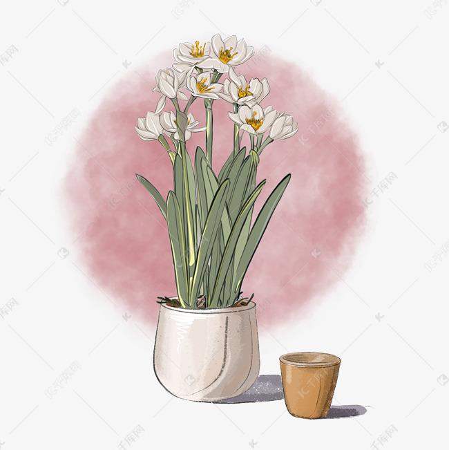 冬季中国风唯美水仙花
