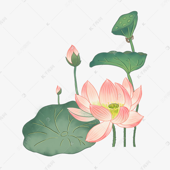 中国风之水彩手绘荷花插画