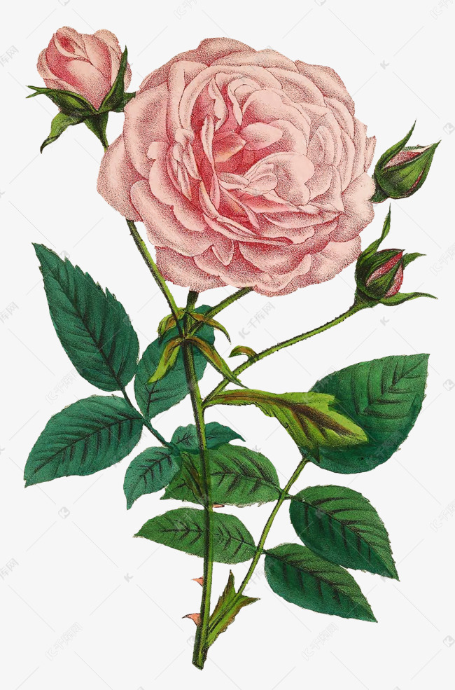 手绘粉色月季花