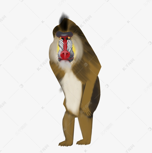 狒狒动物图 a414a5a22892ea9db0d2c7e2f6b272b4.jpg