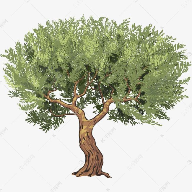 橄榄树手绘的素材免抠橄榄树植物树手绘