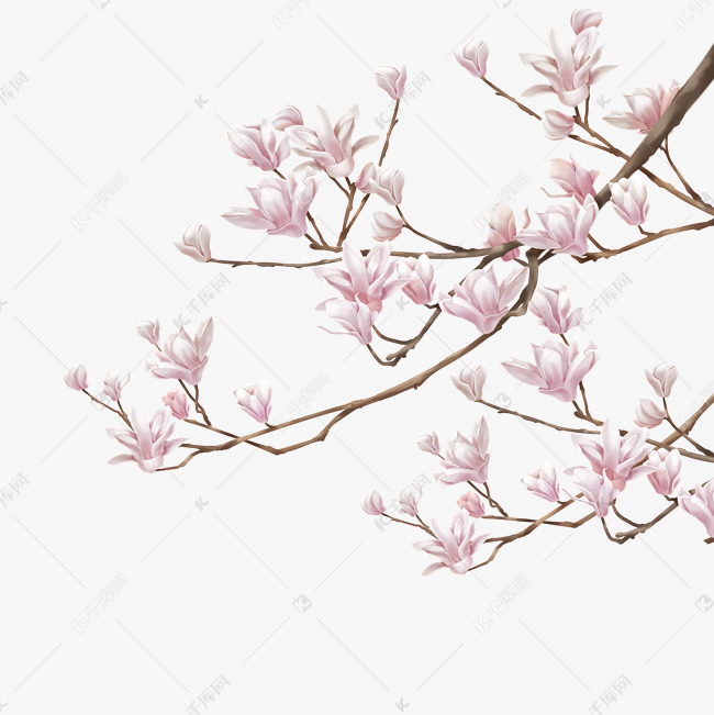 中国风手绘玉兰花