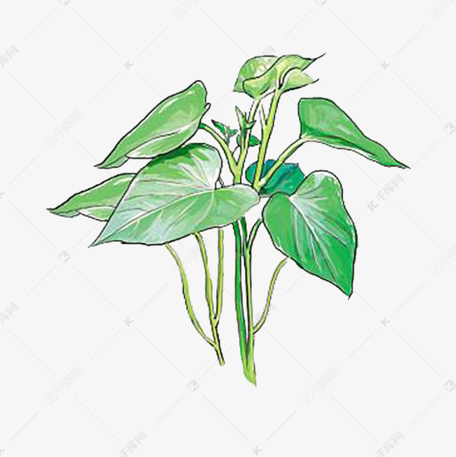 手绘红薯叶
