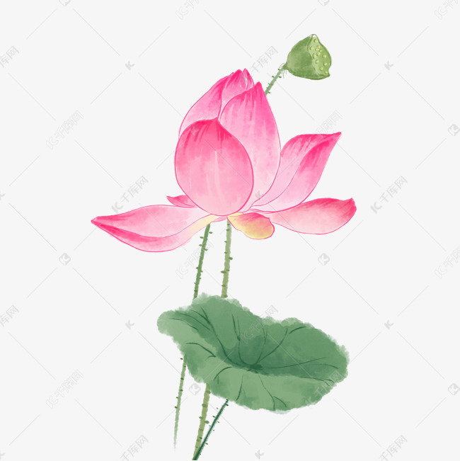 中国风荷花水彩画