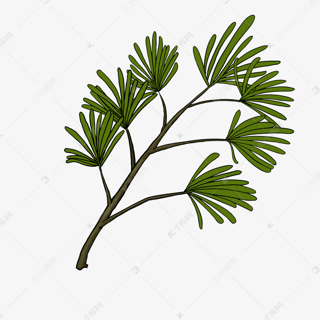 手绘水杉树枝树叶插画