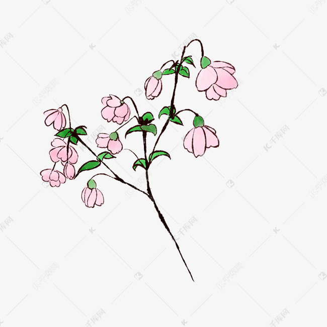 植物花枝花卉插画