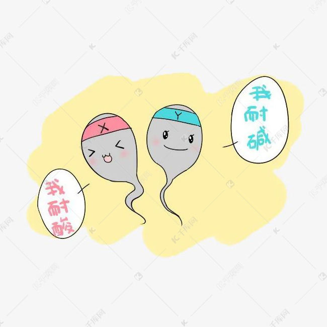 卡通X精子和Y精子