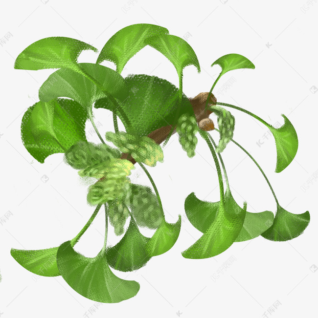 植物银杏树手绘插画
