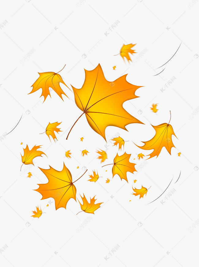 秋天被风吹落的梧桐树金黄叶子