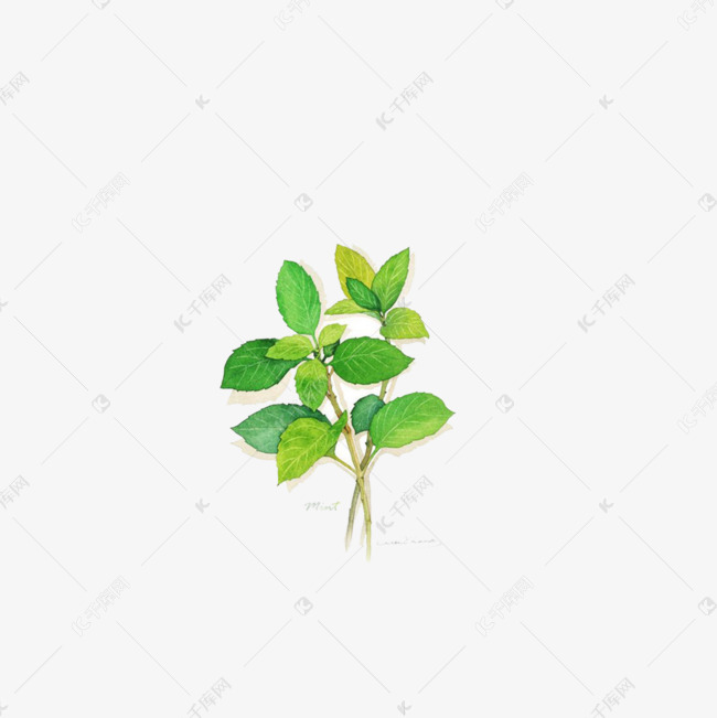 手绘薄荷叶