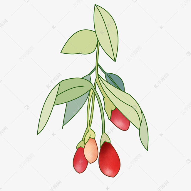 养生枸杞枸杞枝插画