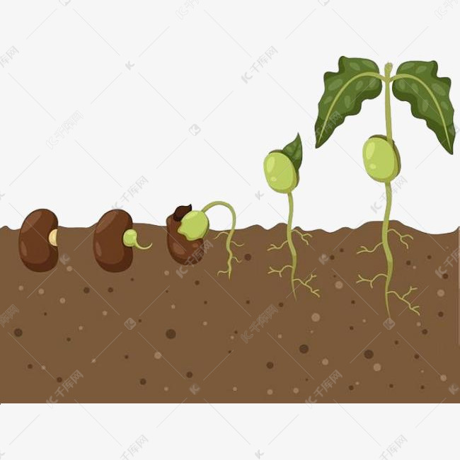 小种子的生根发芽的素材免抠生长过程成长植物生长发育发育免抠