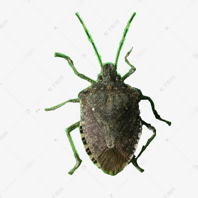 臭屁虫昆虫黑色虫子椿象臭屁专家药用九香虫