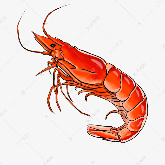 饱满肥硕的大虾图案