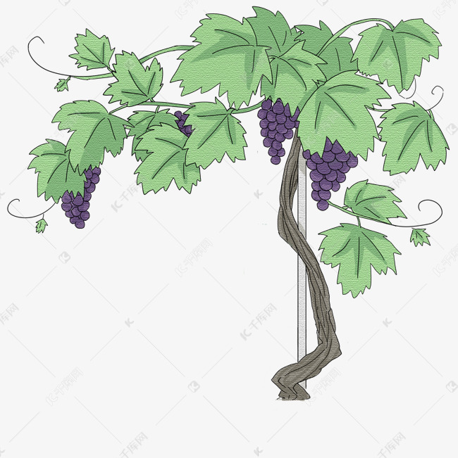手绘绿色植物葡萄树插画