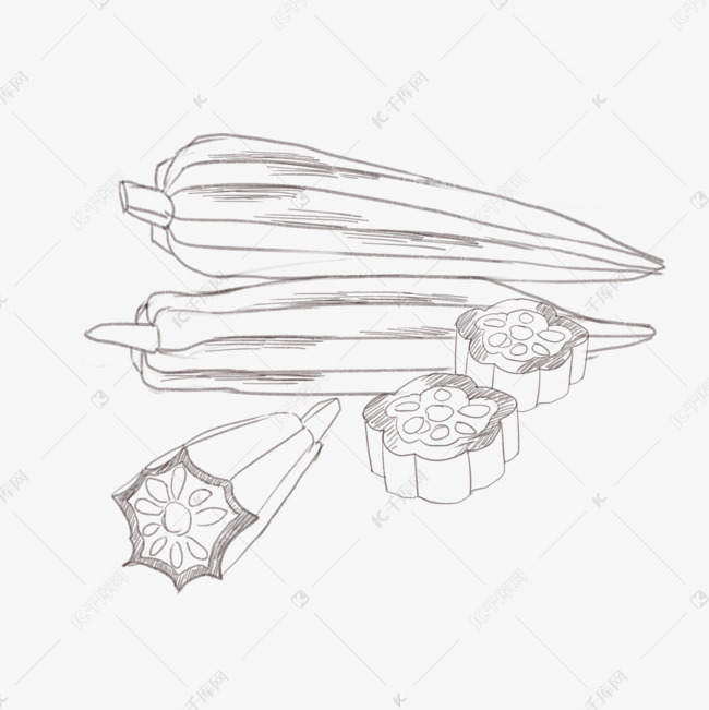 秋葵线描手绘插画