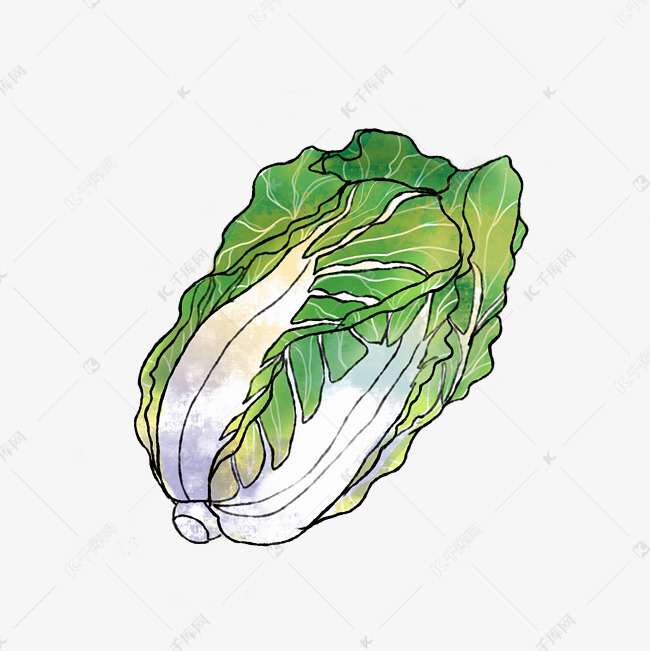 大白菜新鲜大白菜蔬菜手绘装饰