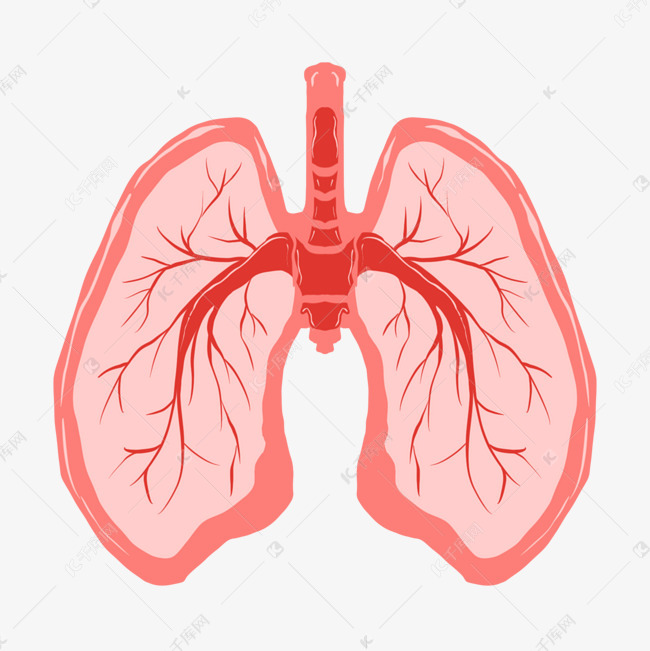 人体器官红色的肺插画
