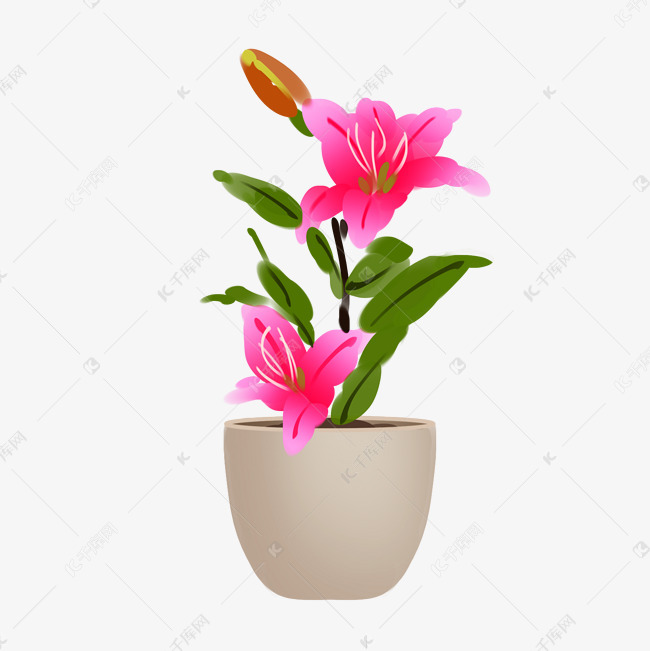 盆栽花卉图片大全最美 36b90d6bafb2c2f06bb5f083ff6b8fa9.jpg