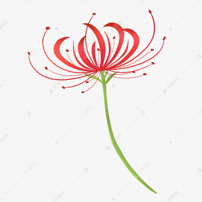 红色细长花瓣彼岸花