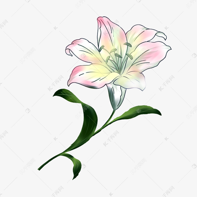 春天百合花手绘装饰图案