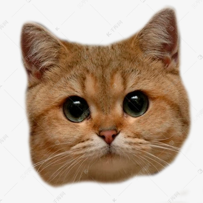 卡通可爱的猫头png