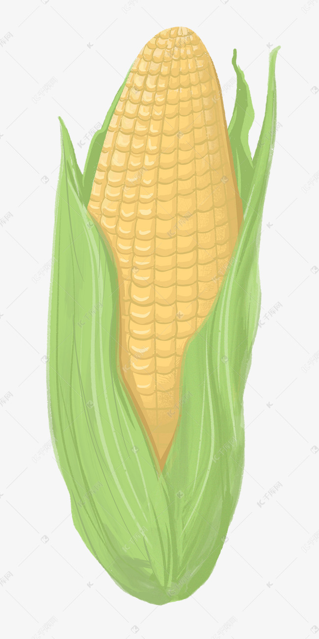 农作物玉米粮食插画