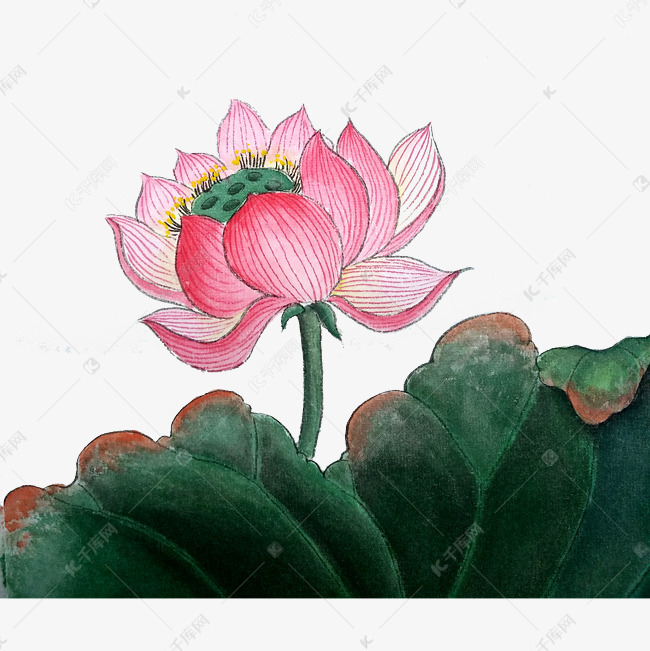 水墨画荷花
