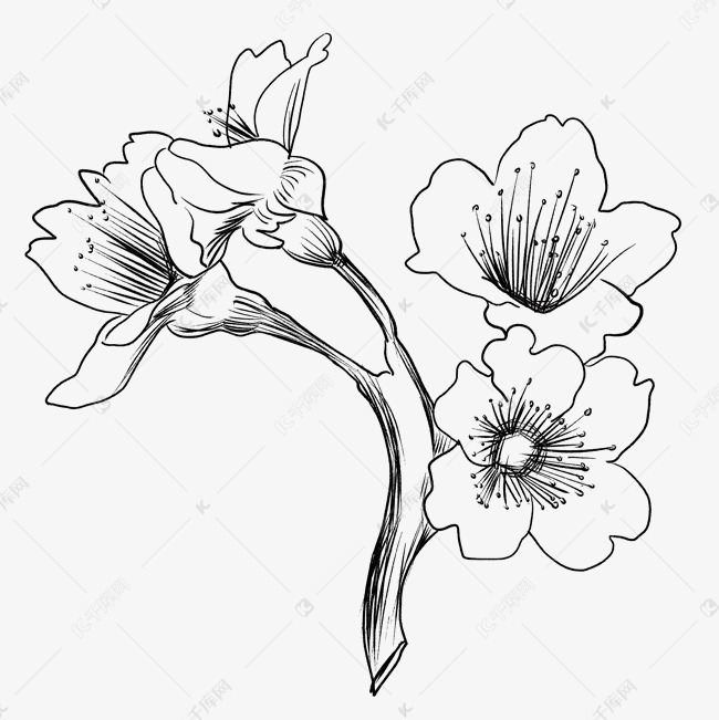 樱花树速写枝头独立