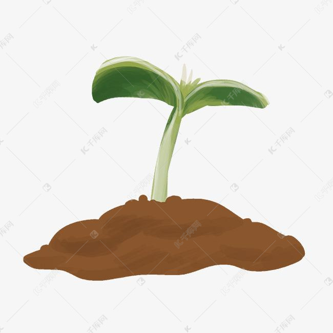 绿色种子发芽植物
