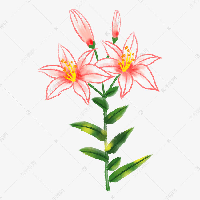 卡通粉色百合花插画