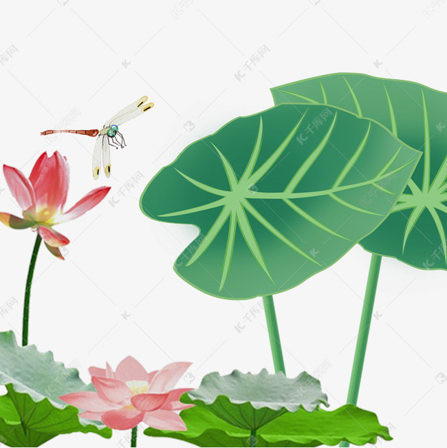手绘夏日的荷叶和蜻蜓免抠图