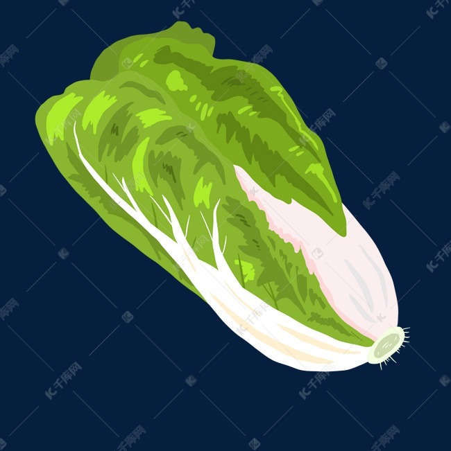 一颗大绿白菜插画